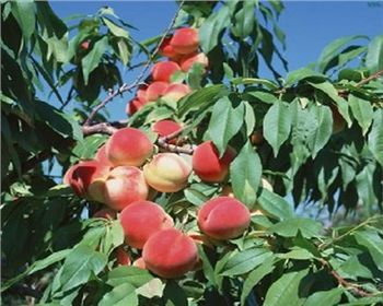 夏季河南桃樹苗應該怎樣修剪？